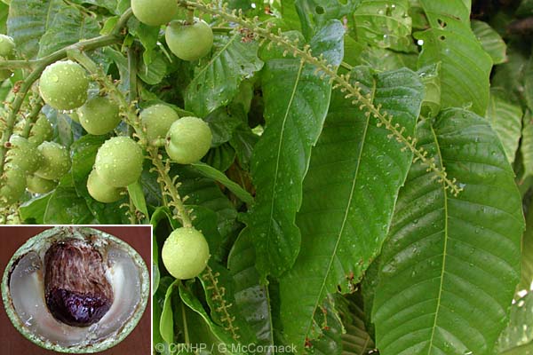 لیچی ایسلند